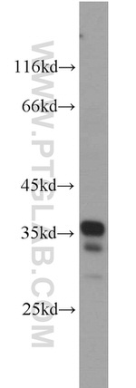 PYCR2 Antibody in Western Blot (WB)