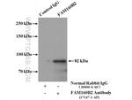 FAM160B2 Antibody in Immunoprecipitation (IP)