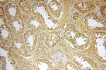 YARS2 Antibody in Immunohistochemistry (Paraffin) (IHC (P))