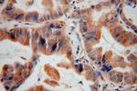 FCRLB Antibody in Immunohistochemistry (Paraffin) (IHC (P))