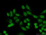 TCEA3 Antibody in Immunocytochemistry (ICC/IF)
