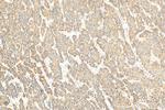 C4 Gamma Chain Antibody in Immunohistochemistry (Paraffin) (IHC (P))