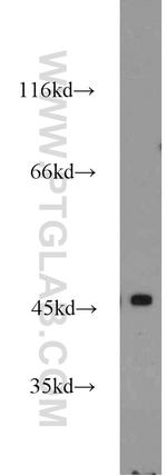 APOBEC4 Antibody in Western Blot (WB)