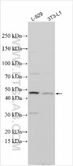 FANK1 Antibody in Western Blot (WB)