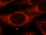 IARS2 Antibody in Immunocytochemistry (ICC/IF)
