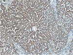 MT1X Antibody in Immunohistochemistry (Paraffin) (IHC (P))