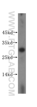 BPGM Antibody in Western Blot (WB)