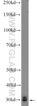 BPGM Antibody in Western Blot (WB)