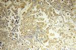 CAPSL Antibody in Immunohistochemistry (Paraffin) (IHC (P))