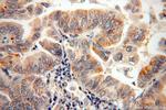 CAPSL Antibody in Immunohistochemistry (Paraffin) (IHC (P))