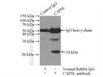 CAPSL Antibody in Immunoprecipitation (IP)