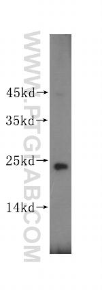 CAPSL Antibody in Western Blot (WB)