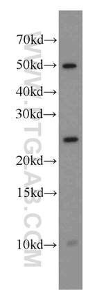 CAPSL Antibody in Western Blot (WB)