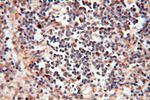 FUT11 Antibody in Immunohistochemistry (Paraffin) (IHC (P))