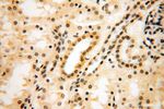 DNAJB3 Antibody in Immunohistochemistry (Paraffin) (IHC (P))