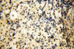 DNAJB3 Antibody in Immunohistochemistry (Paraffin) (IHC (P))