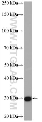 DNAJB3 Antibody in Western Blot (WB)