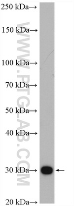 DNAJB3 Antibody in Western Blot (WB)