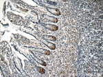 LETM2 Antibody in Immunohistochemistry (Paraffin) (IHC (P))