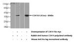 CDK10 Antibody in Western Blot (WB)