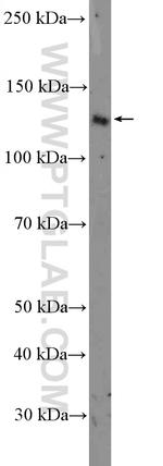 AFAP1L2 Antibody in Western Blot (WB)
