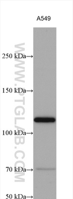 AFAP1L2 Antibody in Western Blot (WB)