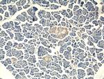 G-CSF Antibody in Immunohistochemistry (Paraffin) (IHC (P))