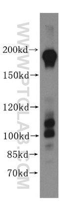 DNMBP Antibody in Western Blot (WB)
