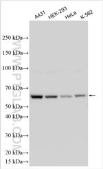WDFY2 Antibody in Western Blot (WB)