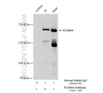 PLXNA4 Antibody in Immunoprecipitation (IP)