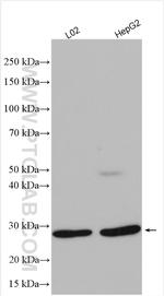 RNASE11 Antibody in Western Blot (WB)
