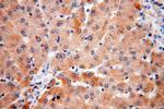 RNASE11 Antibody in Immunohistochemistry (Paraffin) (IHC (P))