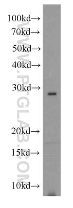 RNASE11 Antibody in Western Blot (WB)