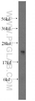 LYZL1 Antibody in Western Blot (WB)