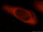 CEACAM21 Antibody in Immunocytochemistry (ICC/IF)