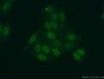 NPEPL1 Antibody in Immunocytochemistry (ICC/IF)