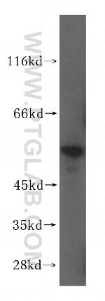 NPEPL1 Antibody in Western Blot (WB)