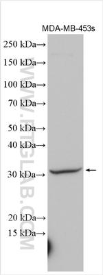 Syntaxin 19 Antibody in Western Blot (WB)