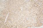 MRPL50 Antibody in Immunohistochemistry (Paraffin) (IHC (P))