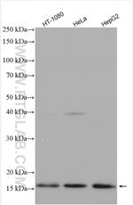 MRPL50 Antibody in Western Blot (WB)