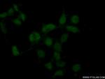 RBM11 Antibody in Immunocytochemistry (ICC/IF)
