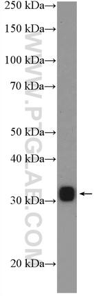 HLA-DRA Antibody in Western Blot (WB)