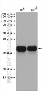 HLA-DRA Antibody in Western Blot (WB)