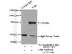 CD5 Antibody in Immunoprecipitation (IP)