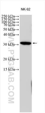 Granzyme H Antibody in Western Blot (WB)