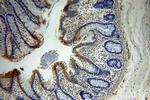 KLHL18 Antibody in Immunohistochemistry (Paraffin) (IHC (P))