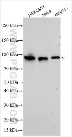 FYN Antibody in Western Blot (WB)