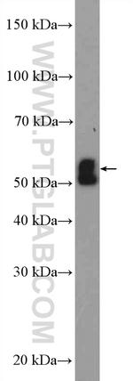 NSUN6 Antibody in Western Blot (WB)