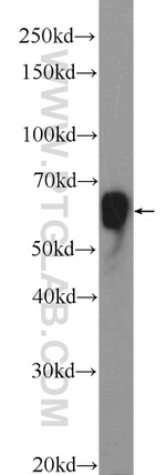 CORO6 Antibody in Western Blot (WB)