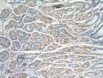 GDAP2 Antibody in Immunohistochemistry (Paraffin) (IHC (P))